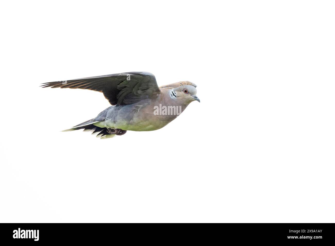 Turtle Dove (Streptopelia turtur) Snettisham Norfolk May 2024 Stock ...