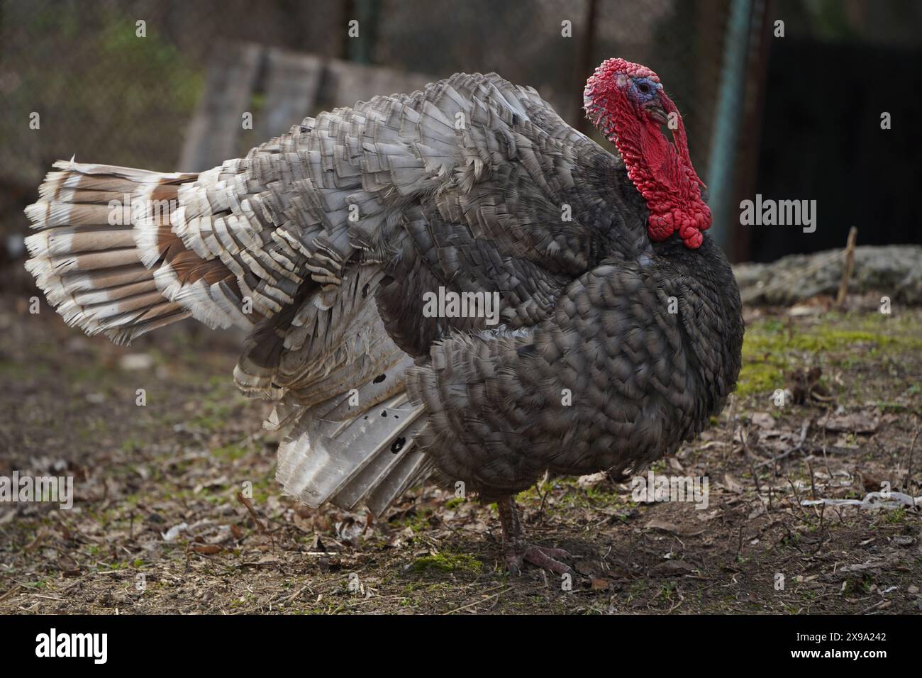 Full turkey meat wings hi-res stock photography and images - Alamy
