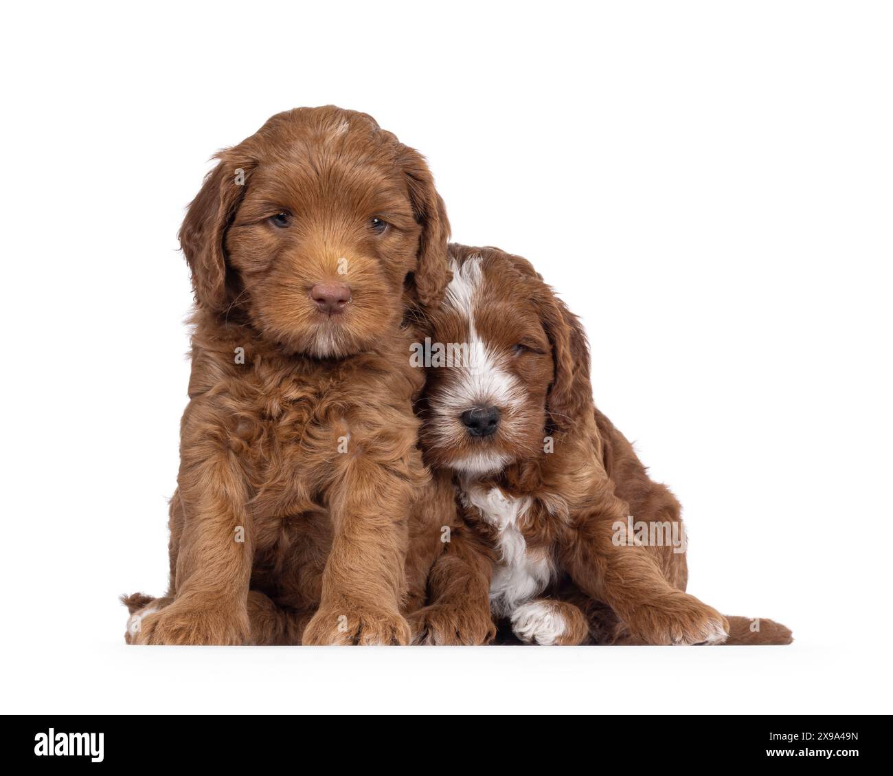 2 Cute tuxedo Labradoodle aka Cobberdog puppies, sitting up facing ...