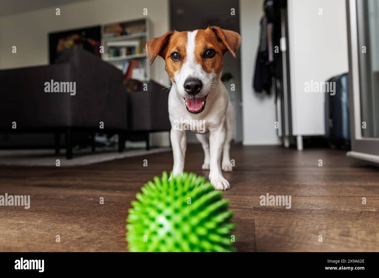 Image showcasing Happy Jack Russell Terrier playing green spiky ball on wooden floor ...