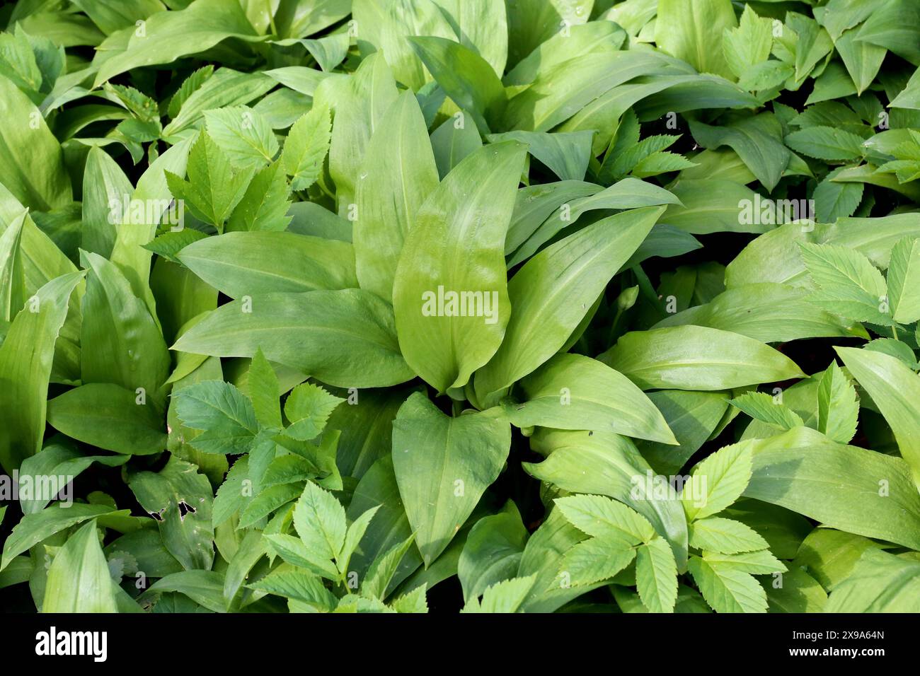 Allium ursinum, known as wild garlic, has been credited with many medicinal qualities and is a popular homeopathic ingredient. Stock Photo