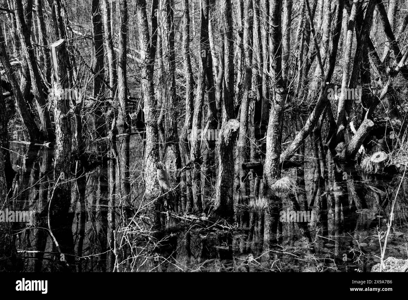 SUNKEN FOREST, HÖCKBÖLE NATURE RESERVE, ÅLAND: A beautiful sunken forest in the beautiful Höckböle Nature Reserve (known in Swedish as Höckböleholmens naturreservat) in Geta, Åland, Baltic Sea, Finland. Photo: Rob Watkins. INFO: Höckböle Nature Reserve, located on the Åland Islands in Finland, is a protected area known for its diverse flora and fauna. Covering forested areas and wetlands, it offers rich biodiversity, scenic hiking trails, and opportunities for birdwatching and nature study. Stock Photo