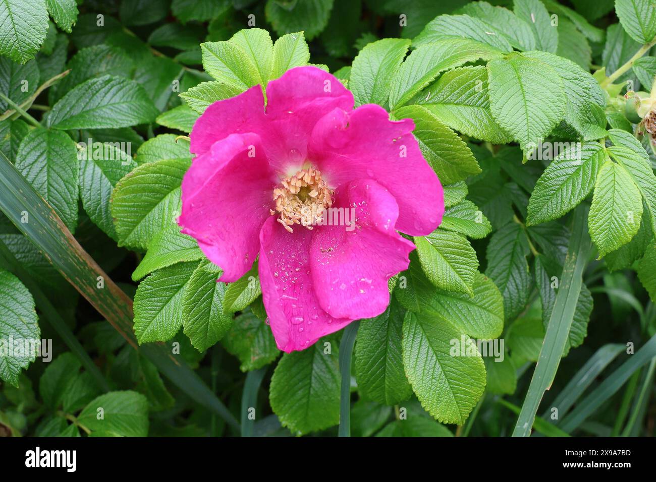 Niedersachsen, Langeoog, 30.05.2024, Wetter, Urlaub auf der Nordsee Insel, Langeoog, Heckenrose, *** Lower Saxony, Langeoog, 30 05 2024, Weather, Vacation on the North Sea island, Langeoog, Heckenrose, Stock Photo