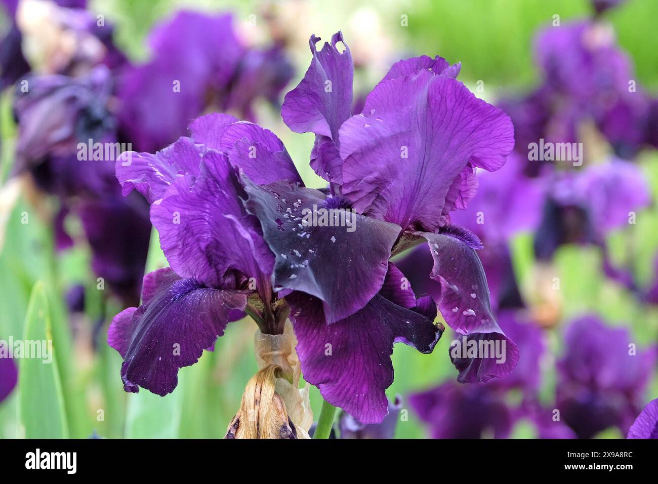 Deep purple bearded iris ‘Midnight Caller’ in flower Stock Photo - Alamy
