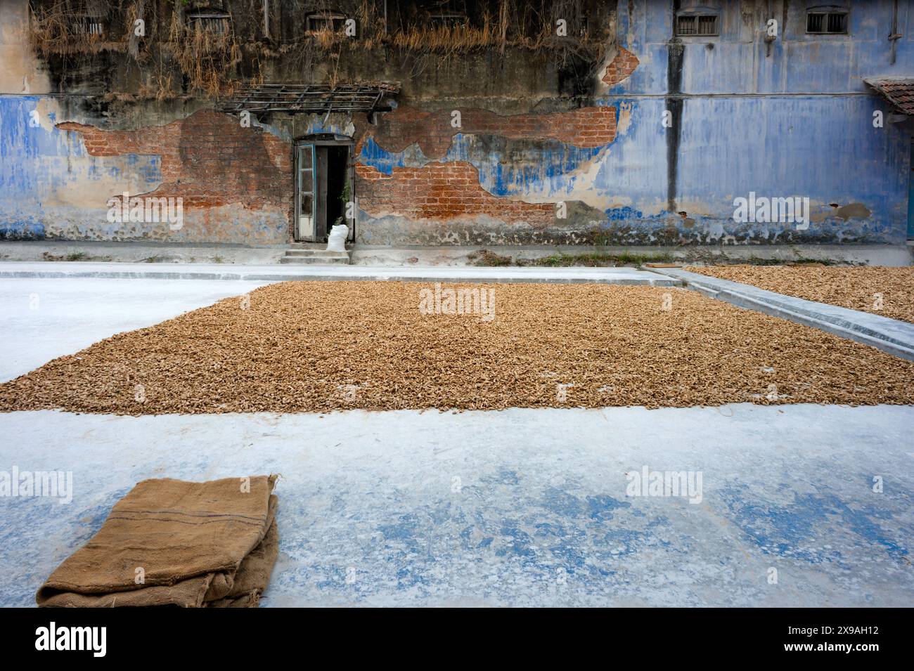 Root ginger herb drying in open air on ground of old delapidated building with crumbling walls in Fort Kochi, Kerala, India. Stock Photo