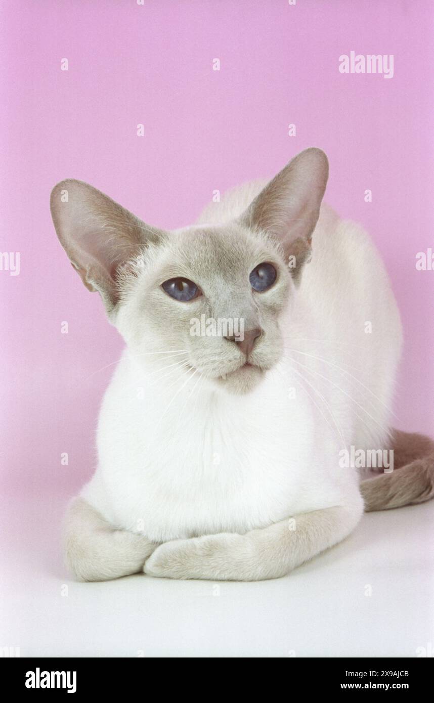 Lilac Point Siamese Cat Facing Forwards Stock Photo