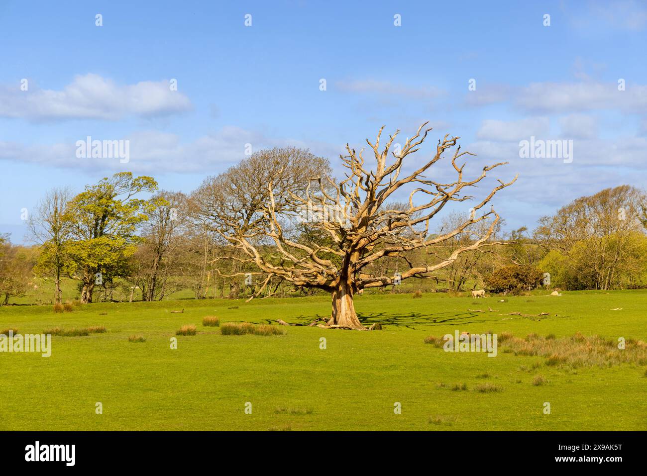 A skeletal tree in the Eskdale valley viewed from the Ravenglass and Eskdale Railway in the Lake District National Park, Cumbria, England, UK. Stock Photo