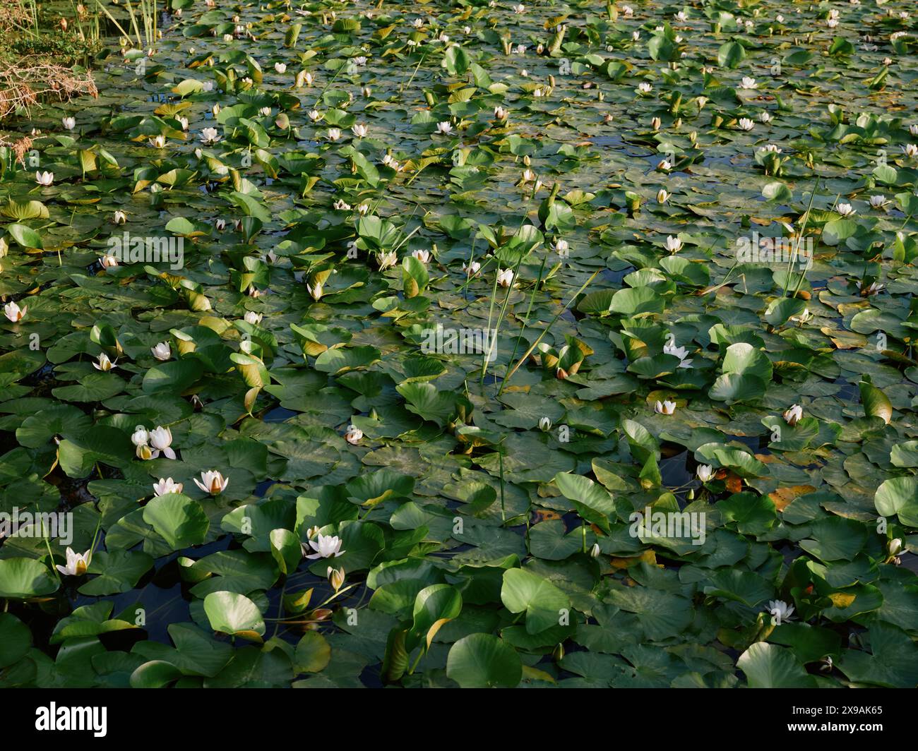 The summer evening Water Lily pond landscape of Stackpole Pembrokeshire ...