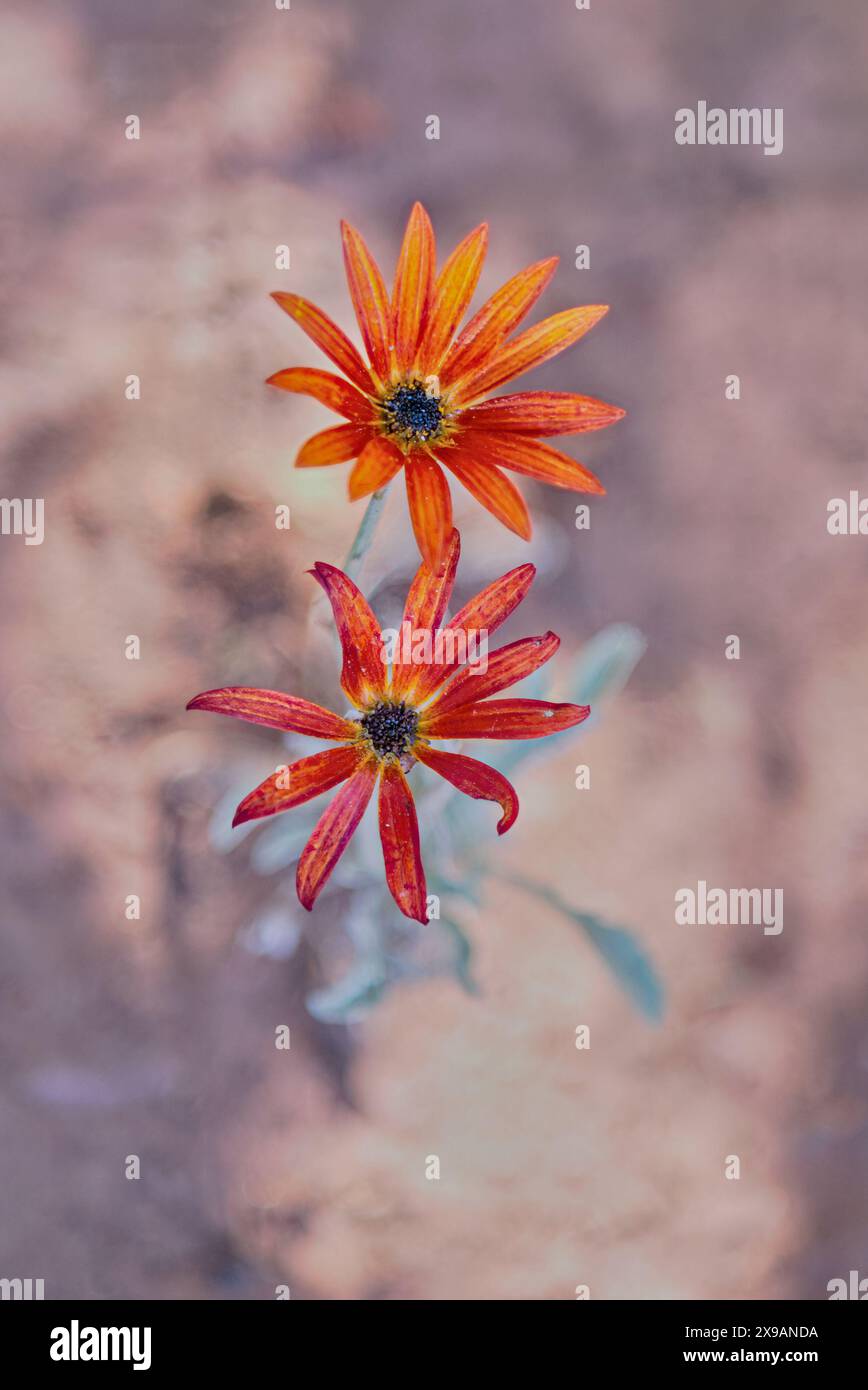 African Daisy showing the bright red and orange of the petals Stock Photo
