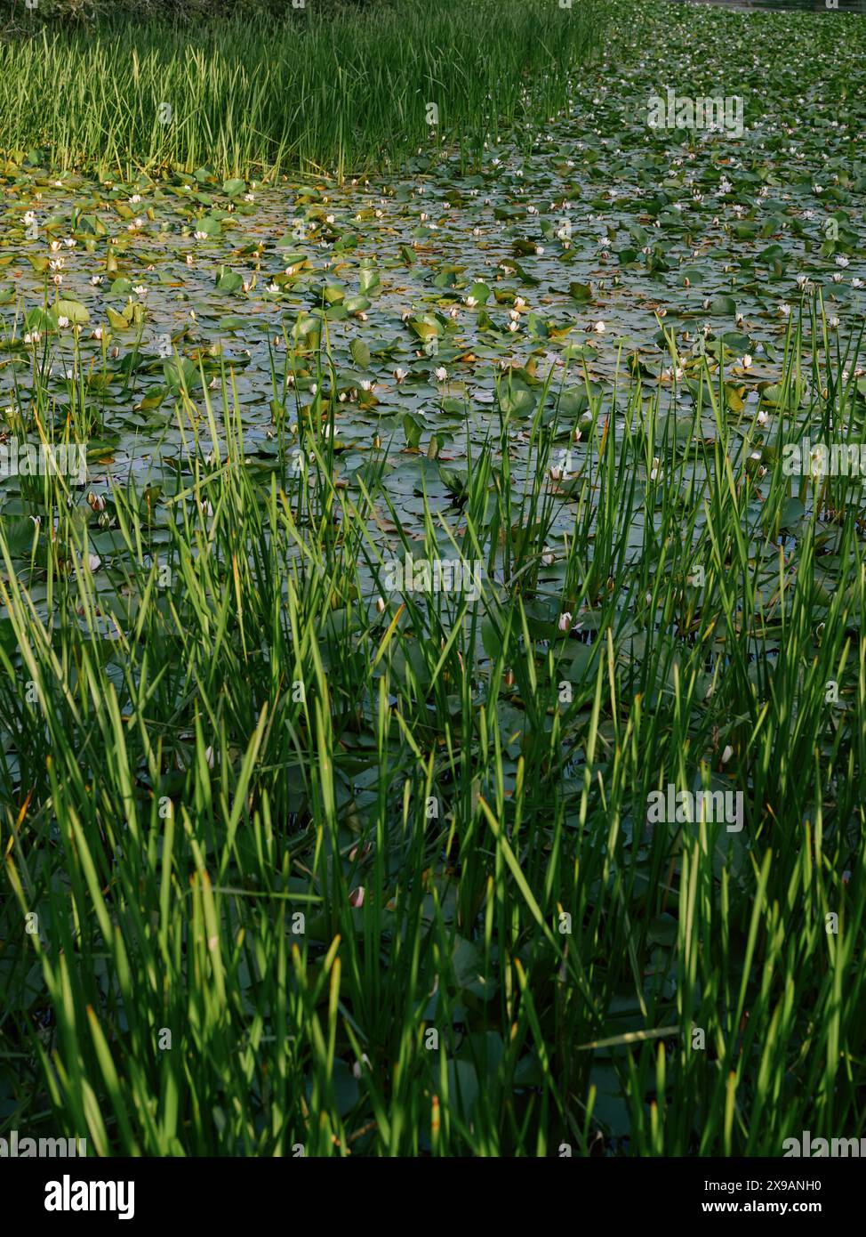 The summer evening Water Lily pond landscape of Stackpole Pembrokeshire ...