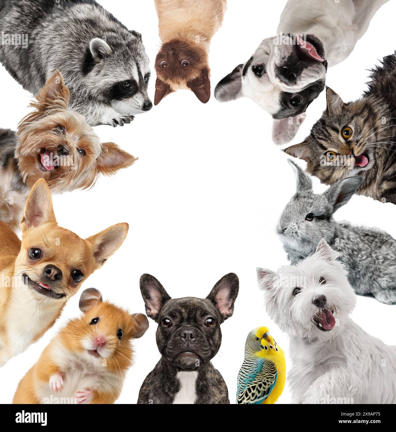 Collage. Funny muzzles. Adorable pets looking in camera dog's, hamster ...