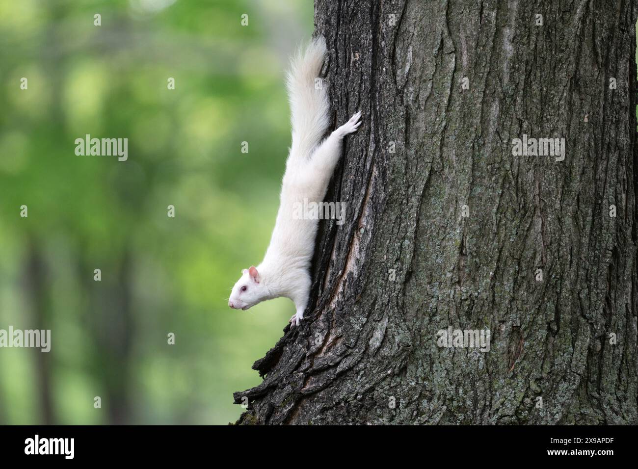 An albino eastern gray squirrel on the side of a tree in the city park in Olney, Illinois. The town is known for its population of white squirrels. Stock Photo