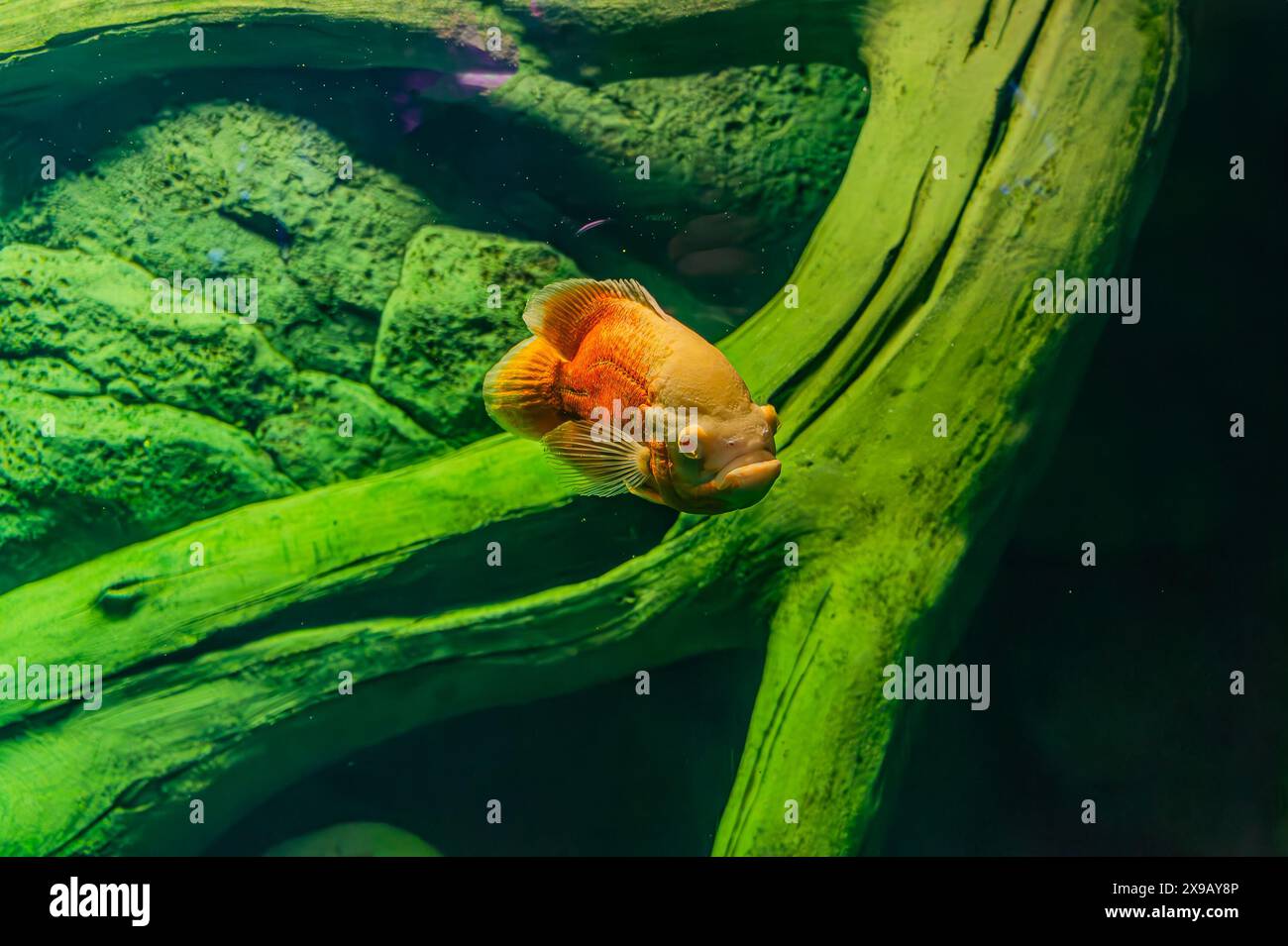 Albino Oscar fish in fresh water Aquarium on blue background. The oscar