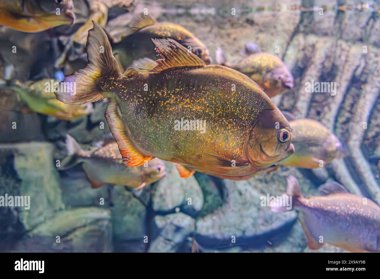 Red-bellied piranha. A swarm of piranha fish. Relatively dangerous ...