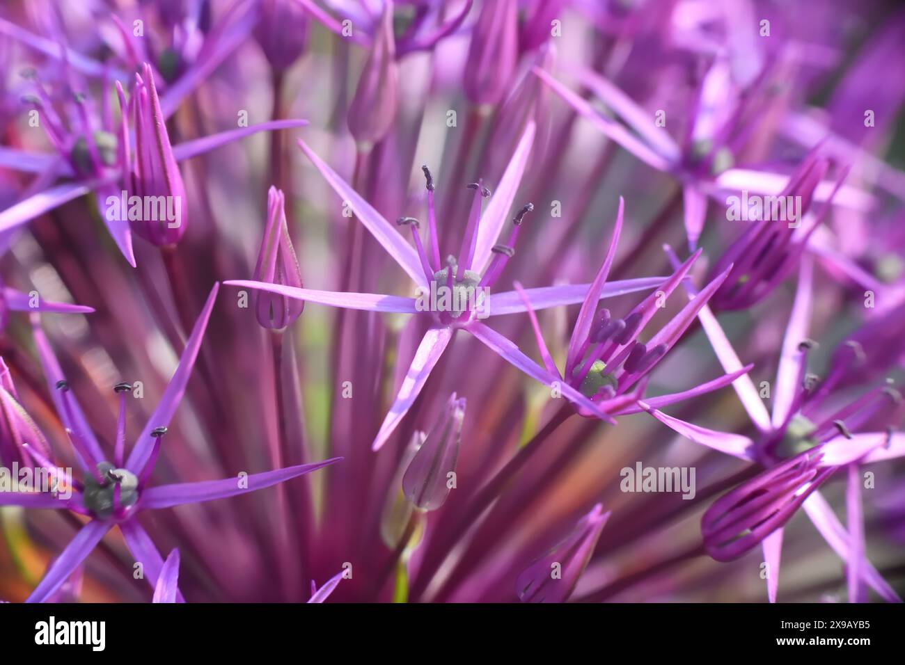 Allium are a ornamental onion which produce large pompom flowers, of individual florets, on a single tall stem up to one meter tall. Stock Photo