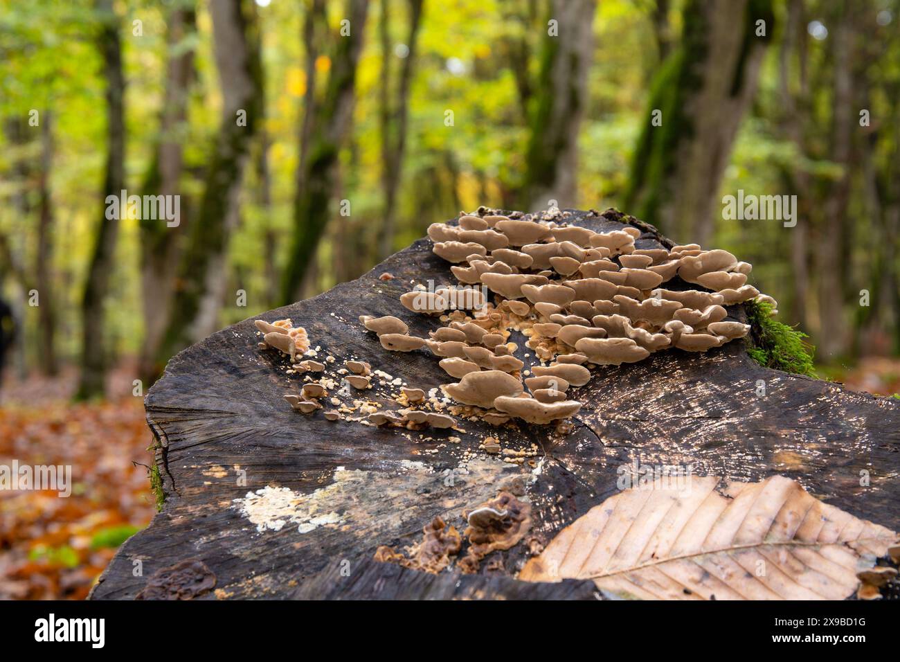 Beautiful mushrooms grown on a tree in the autumn forest. Stock Photo