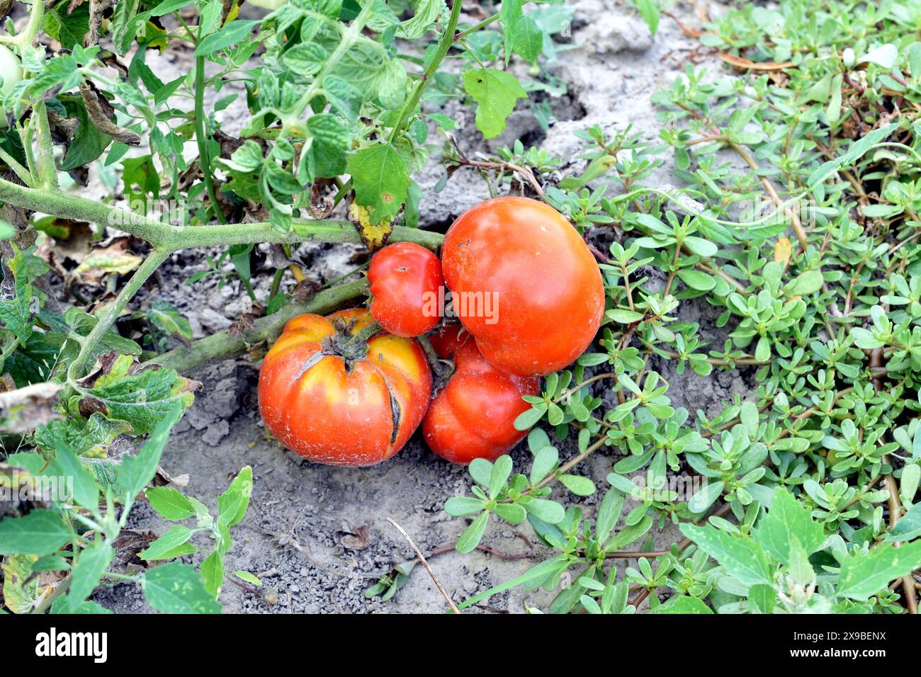 Red tomatoes ripen on a tomato bush in a farmer's garden Stock Photo ...