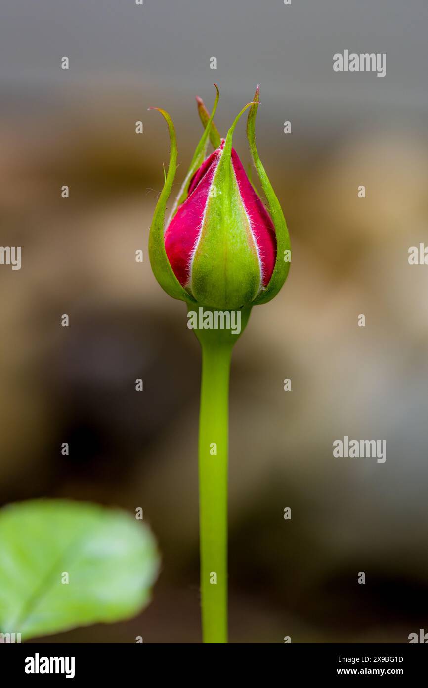Red Roses Not Open a red rose whose bud is not yet fully open in front of a blurred ...