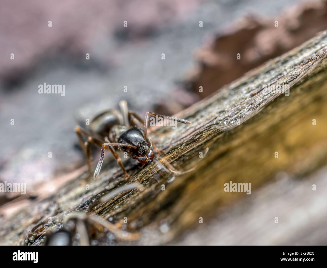 Liquid sweet closeup brown hi-res stock photography and images - Alamy