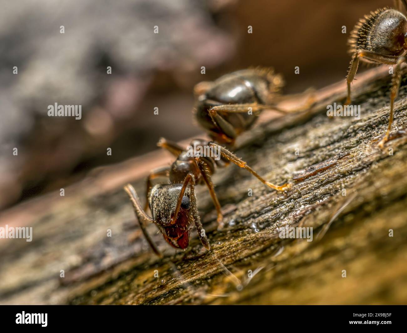 Ingesting hi-res stock photography and images - Alamy