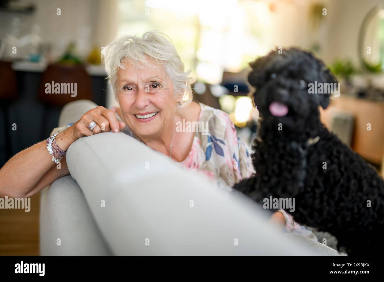 White toy poodle pet couch hi-res stock photography and images - Alamy