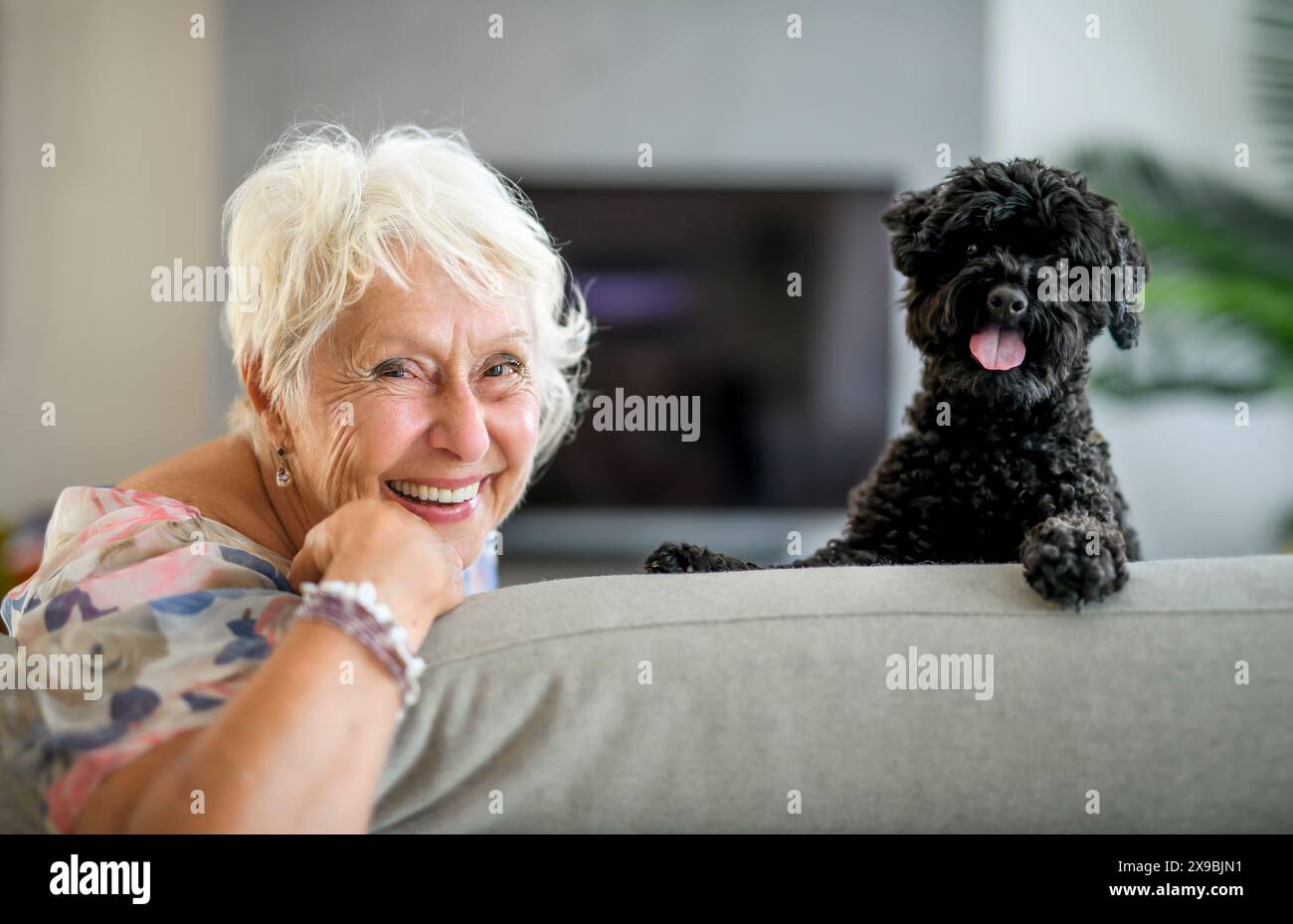 White toy poodle pet couch hi-res stock photography and images - Alamy