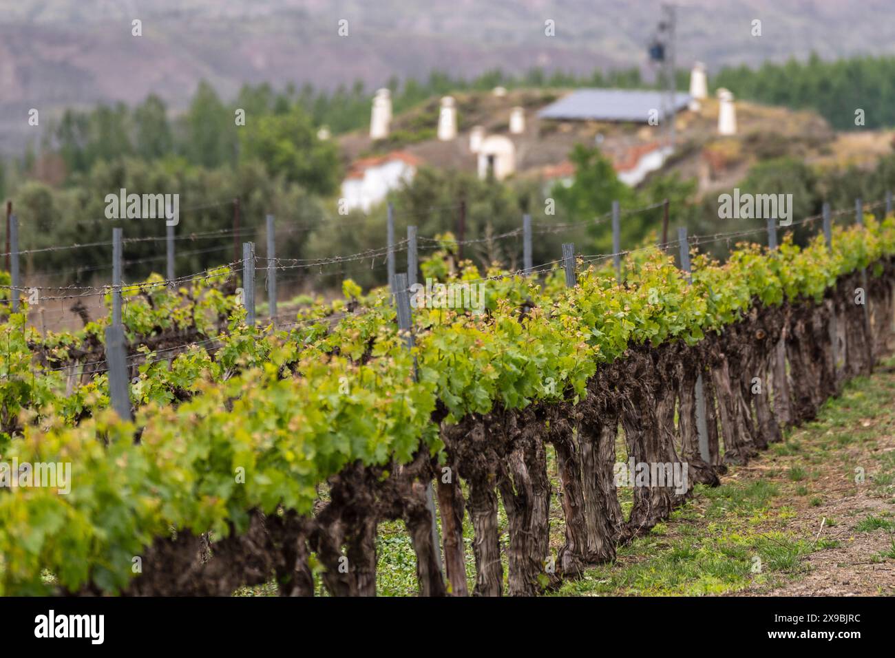 vineyard near Fonelas, Granada Geopark, Granada province, Andalusia, Spain Stock Photo