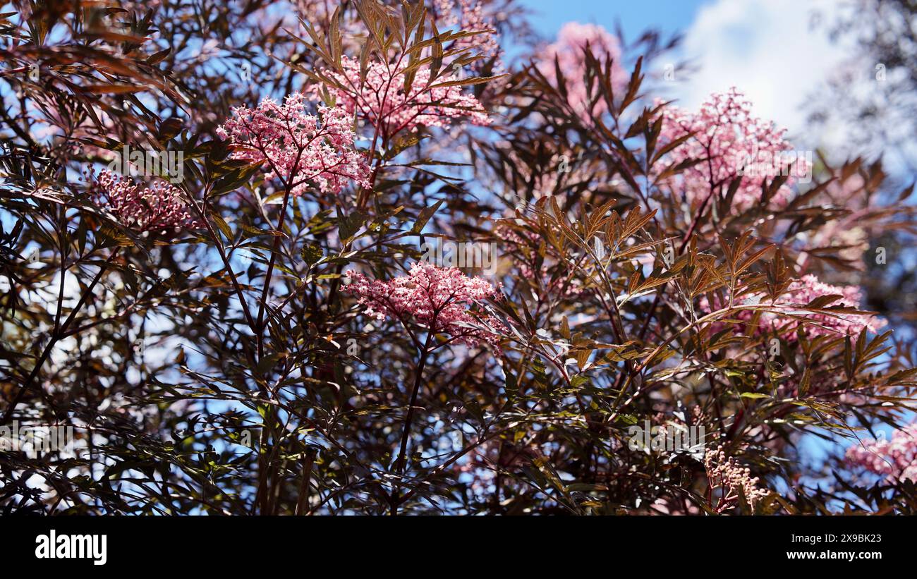 Dark leaved elder bush with pink blossoms. Stock Photo