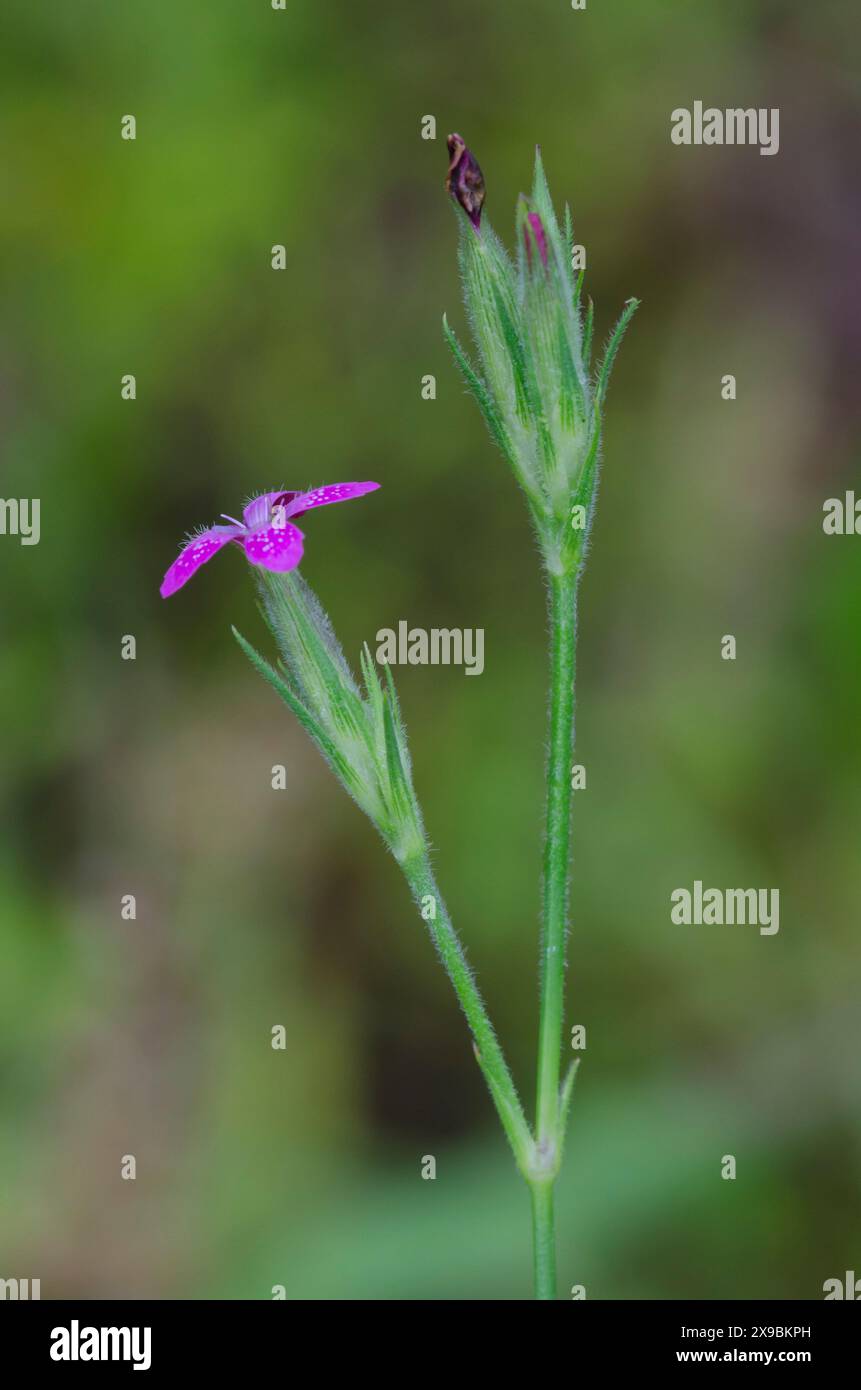 Deptford Pink, Dianthus armeria Stock Photo - Alamy