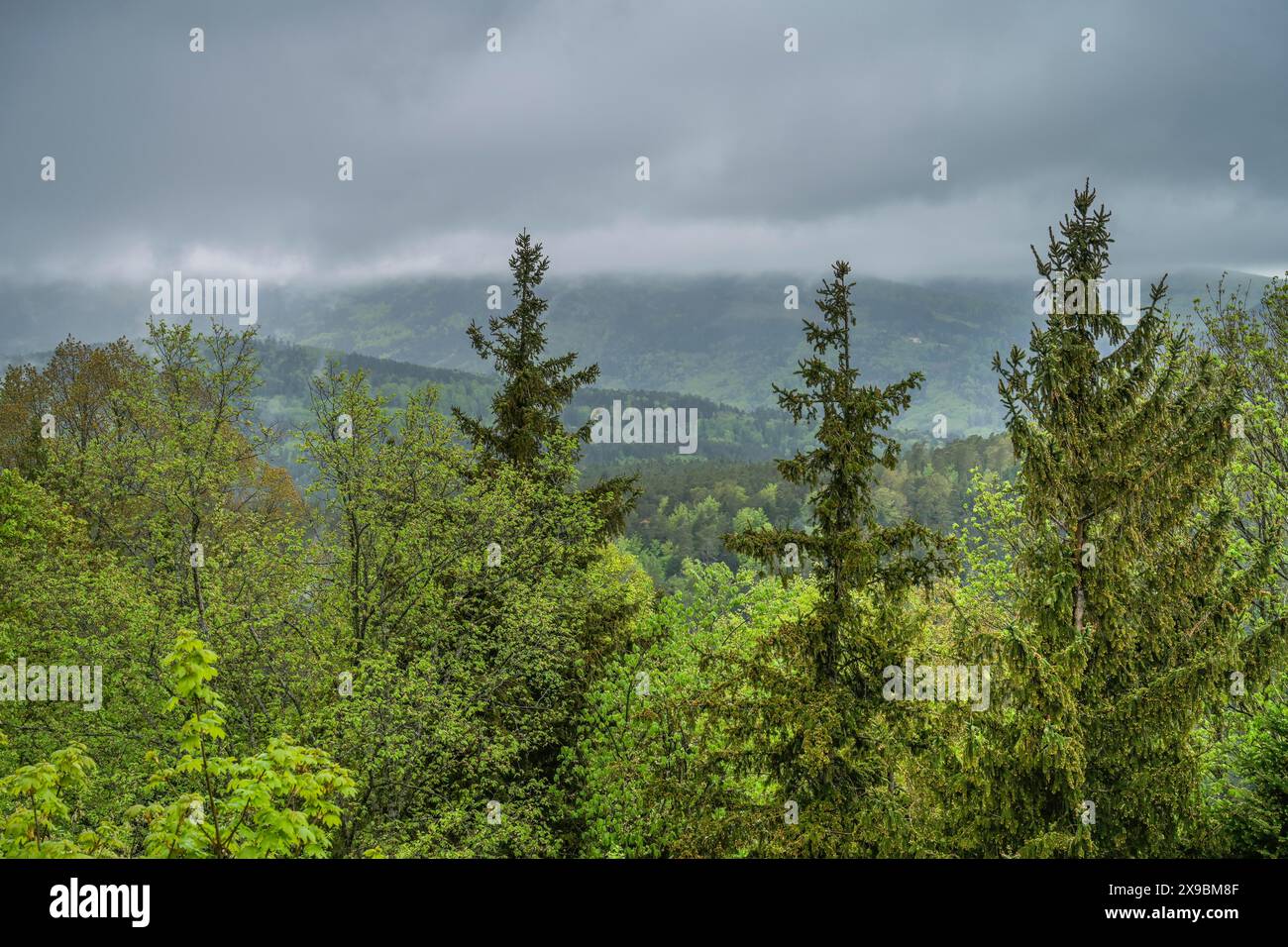 Nebel, Wolken, Waldlandschaft am Odilienberg, Elsass, Frankreich Stock Photo
