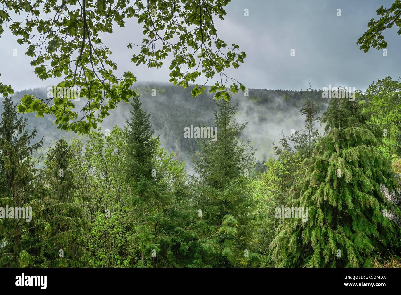 Nebel, Wolken, Waldlandschaft am Odilienberg, Elsass, Frankreich Stock Photo