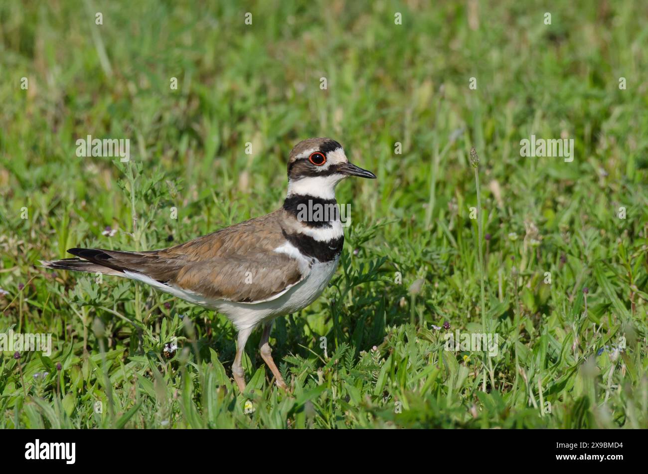 Killdeer, Charadrius vociferus Stock Photo