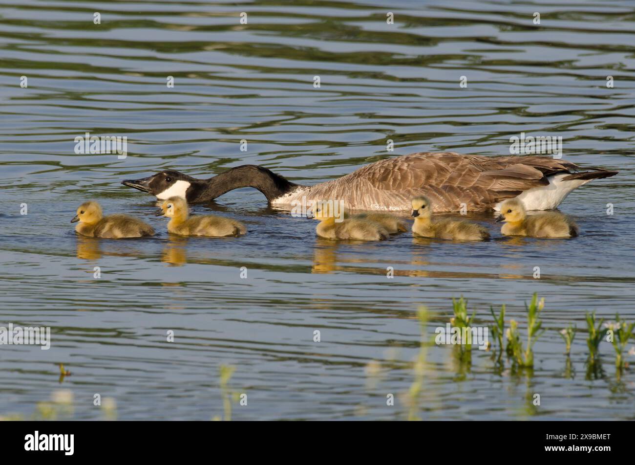 Canada Goose, Branta canadensis, goslings with parent Stock Photo