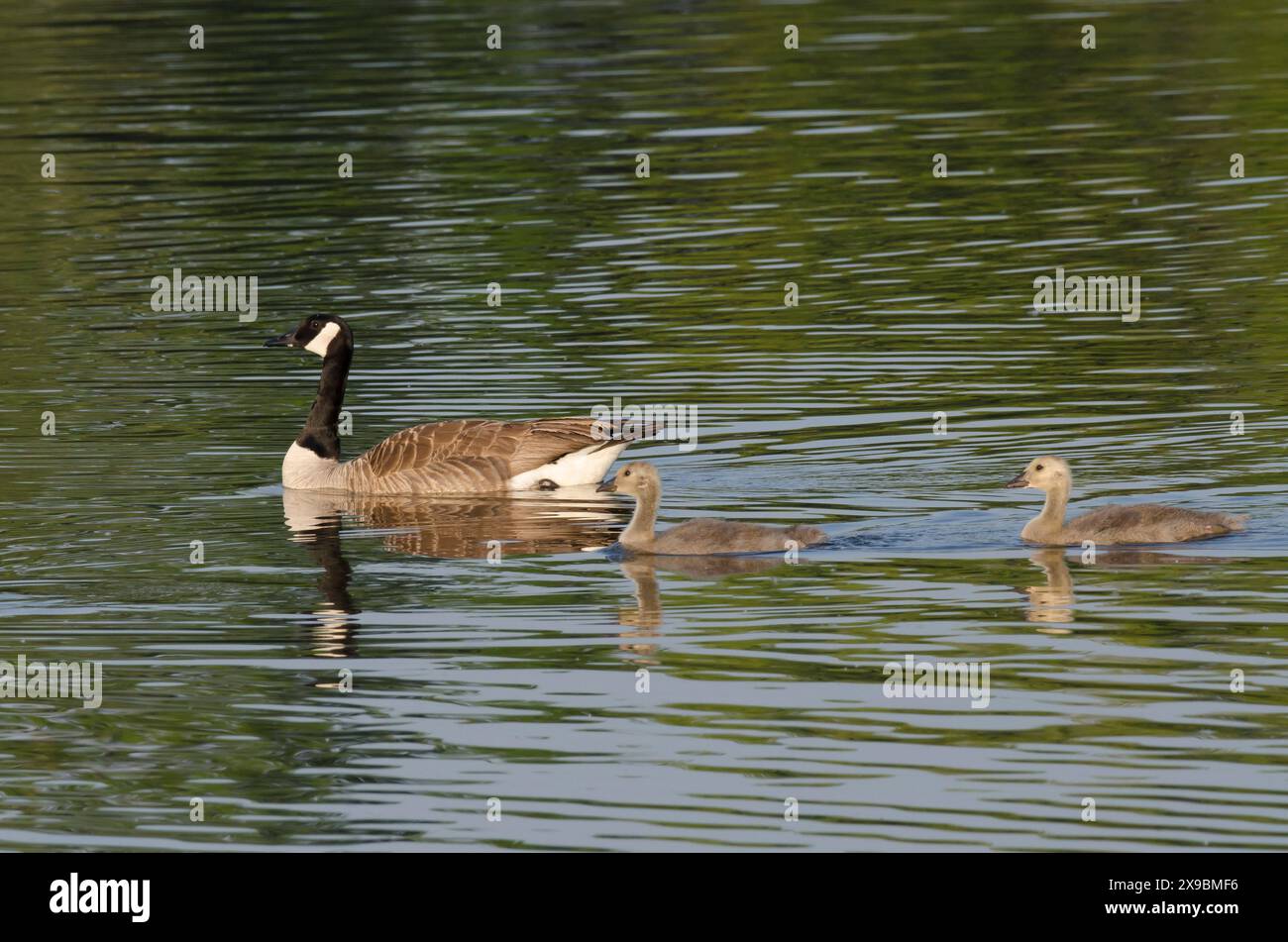Canada Goose, Branta canadensis, goslings with parent Stock Photo