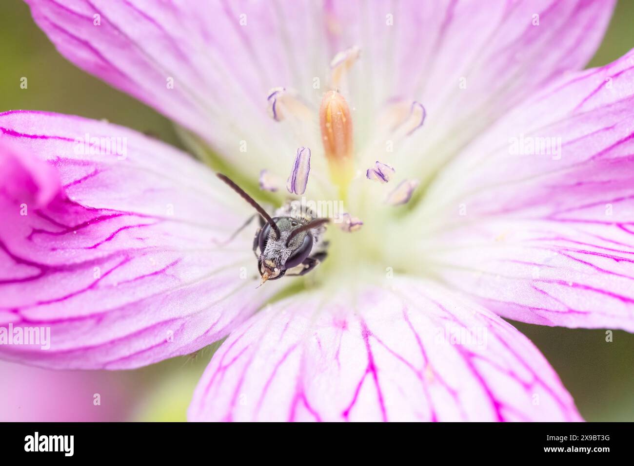 Diminutive male Bronze Furrow Bee in a Geranium flower. Tiny insects that are easily overlooked but are important pollinators. Stock Photo
