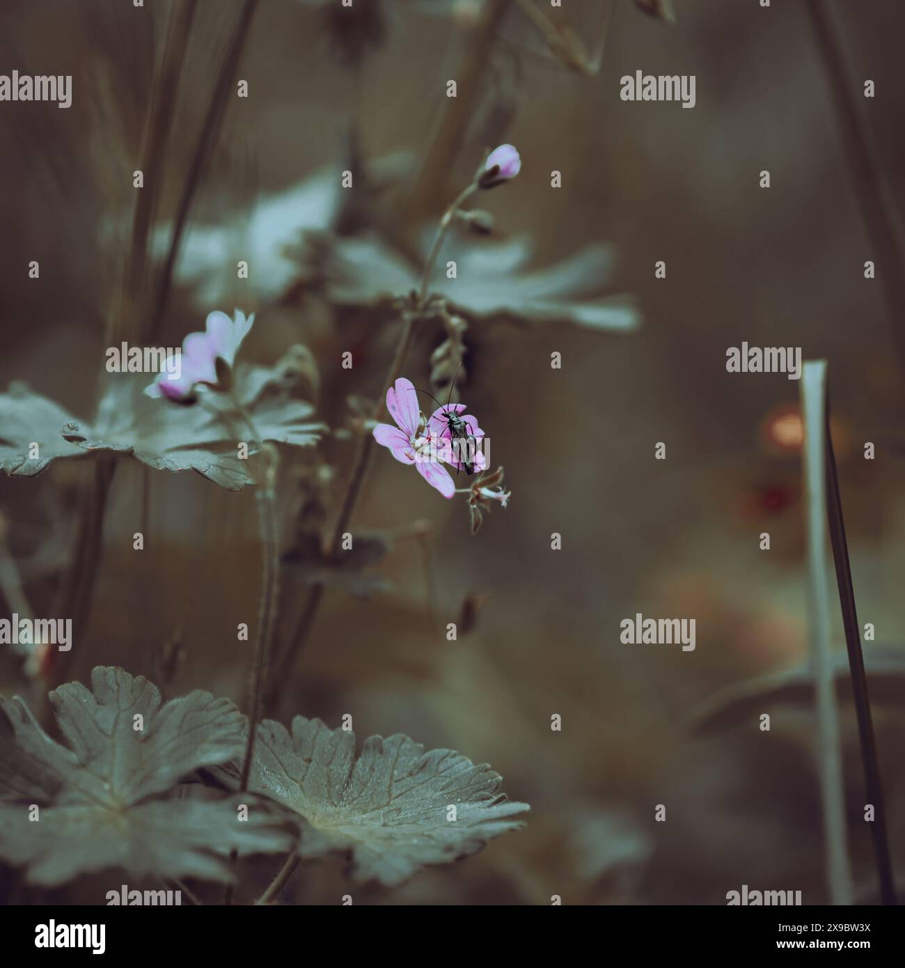 Chamaedrys Veronica flowers in the morning sun (Bird'seye Speedwell