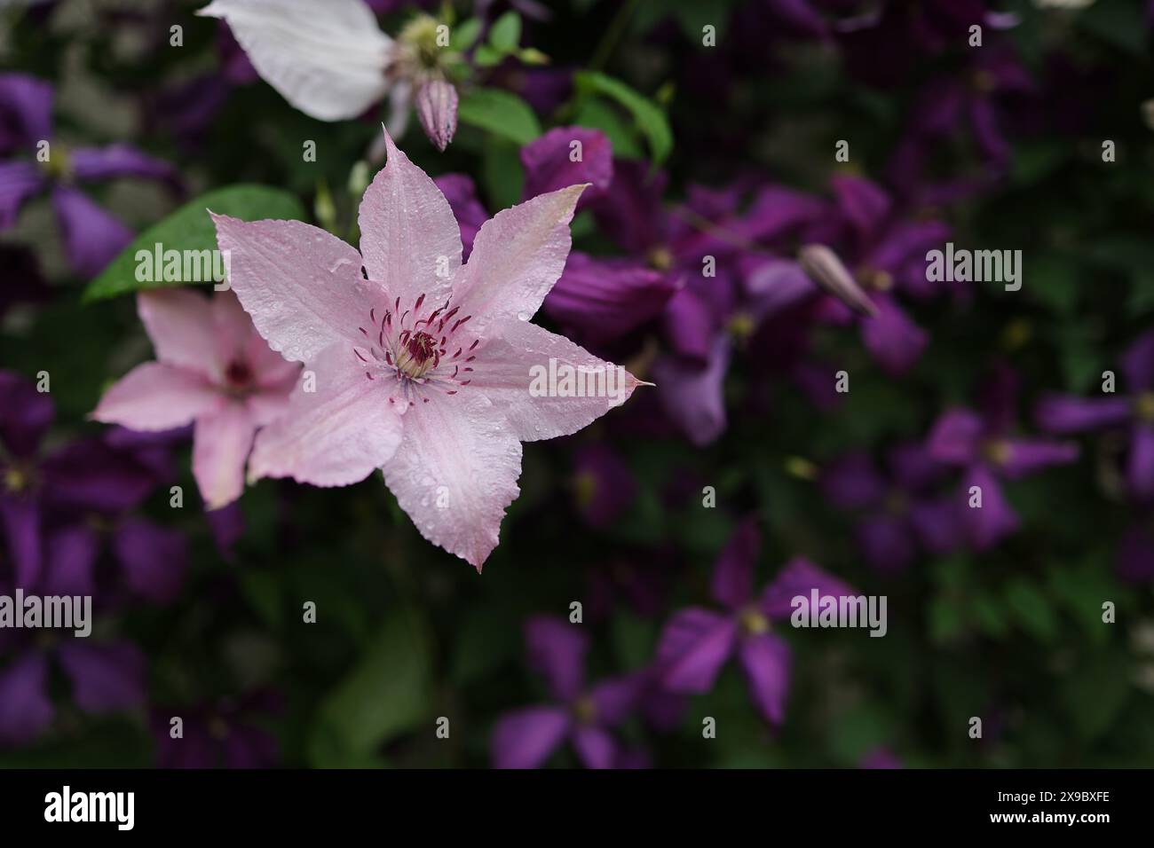 Clematis Hagley Hybrid in bloom. Flowers background. Beautiful climbing flowers in summer garden. Stock Photo