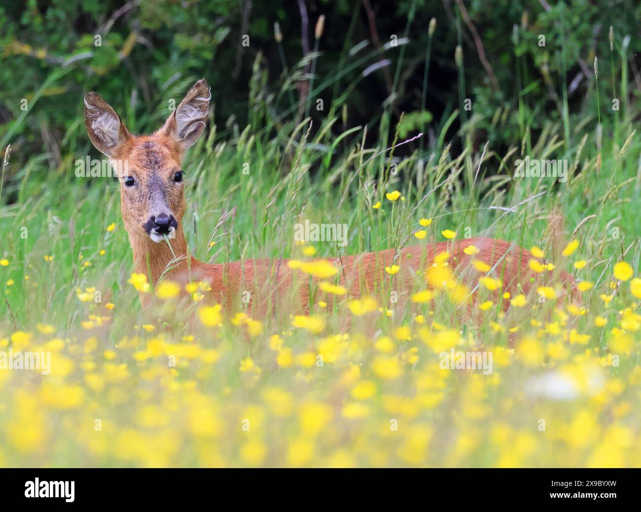 A Roe Deer Doe (Capreolus capreolus) in the Cotswold Hills during the Spring time Stock Photo