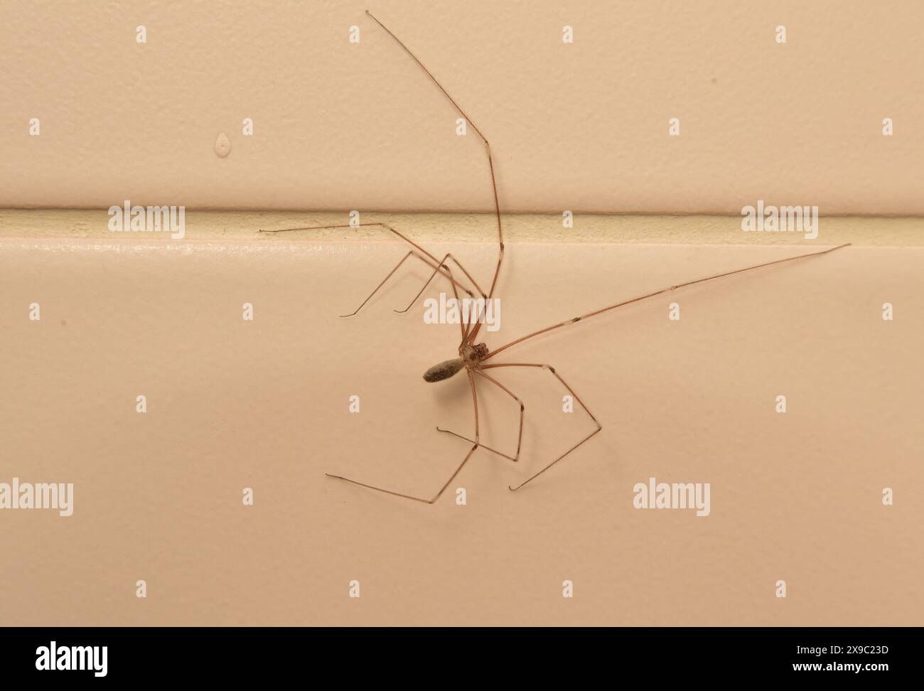 Spider, an air-breathing arthropod, Scientific name: Araneae, Class: Arachnida, on white tiles Stock Photo