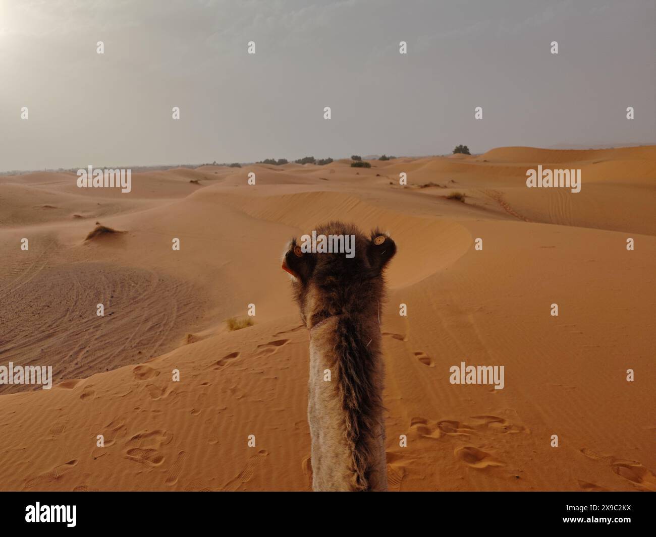 Camel riding. First person view of camel walking Sahara desert during a ...