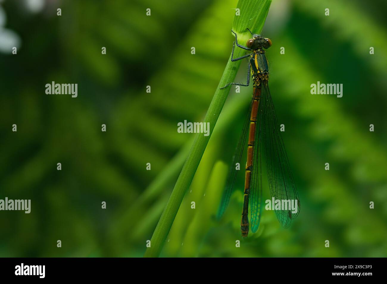 Common darter dragon fly Stock Photo