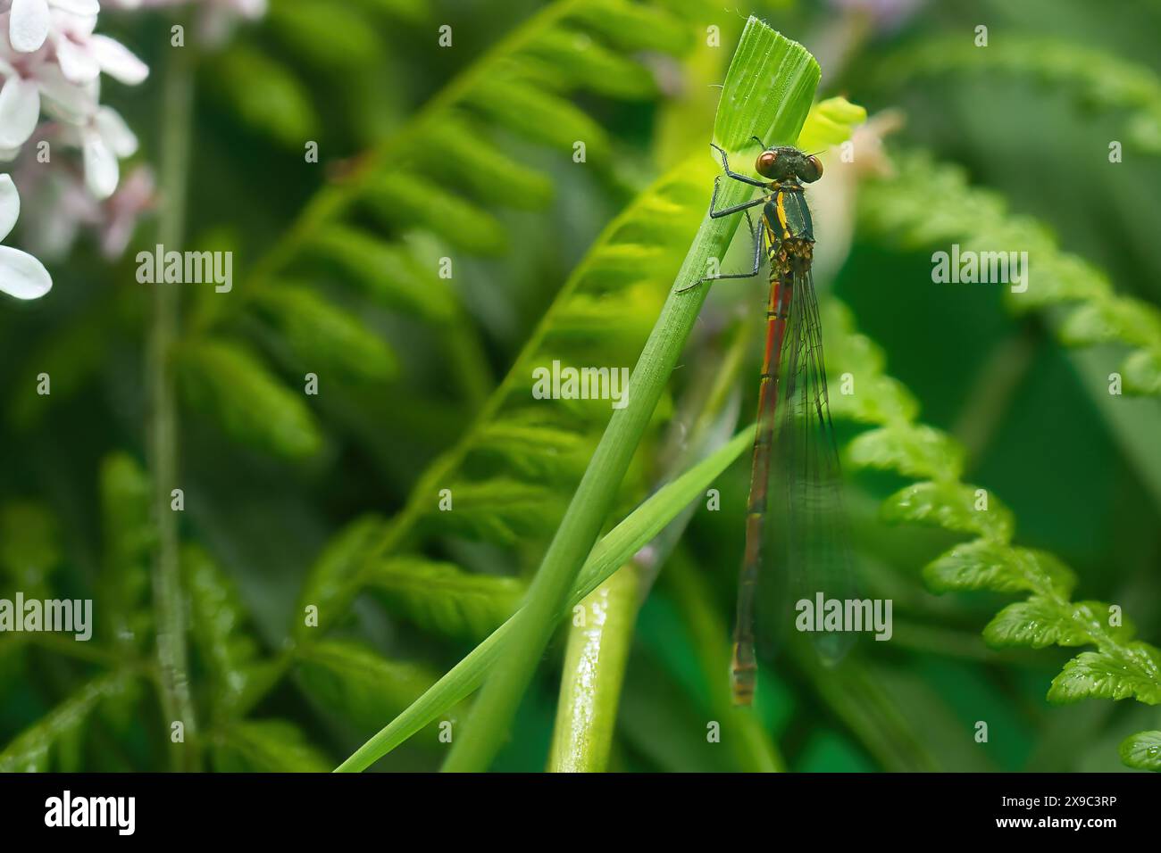 Common darter dragon fly Stock Photo