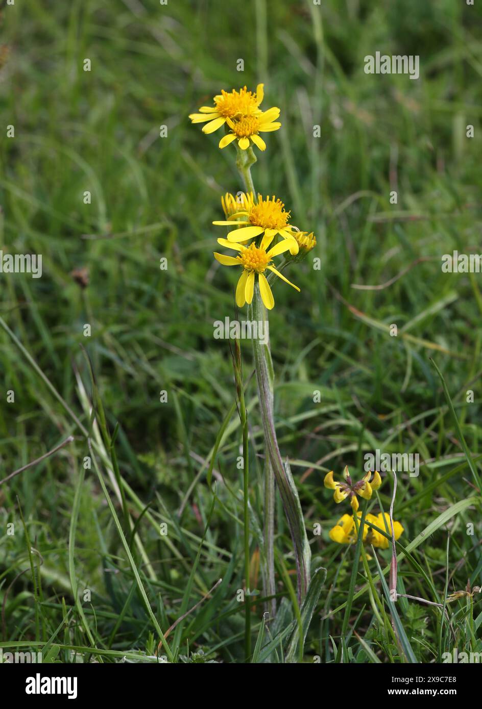 Field Fleawort, Tephroseris integrifolia, Asteraceae. Syn. Senecio integrifolius. Knocking Hoe, Bedfordshire, UK. Native range is Europe to Siberia. Stock Photo