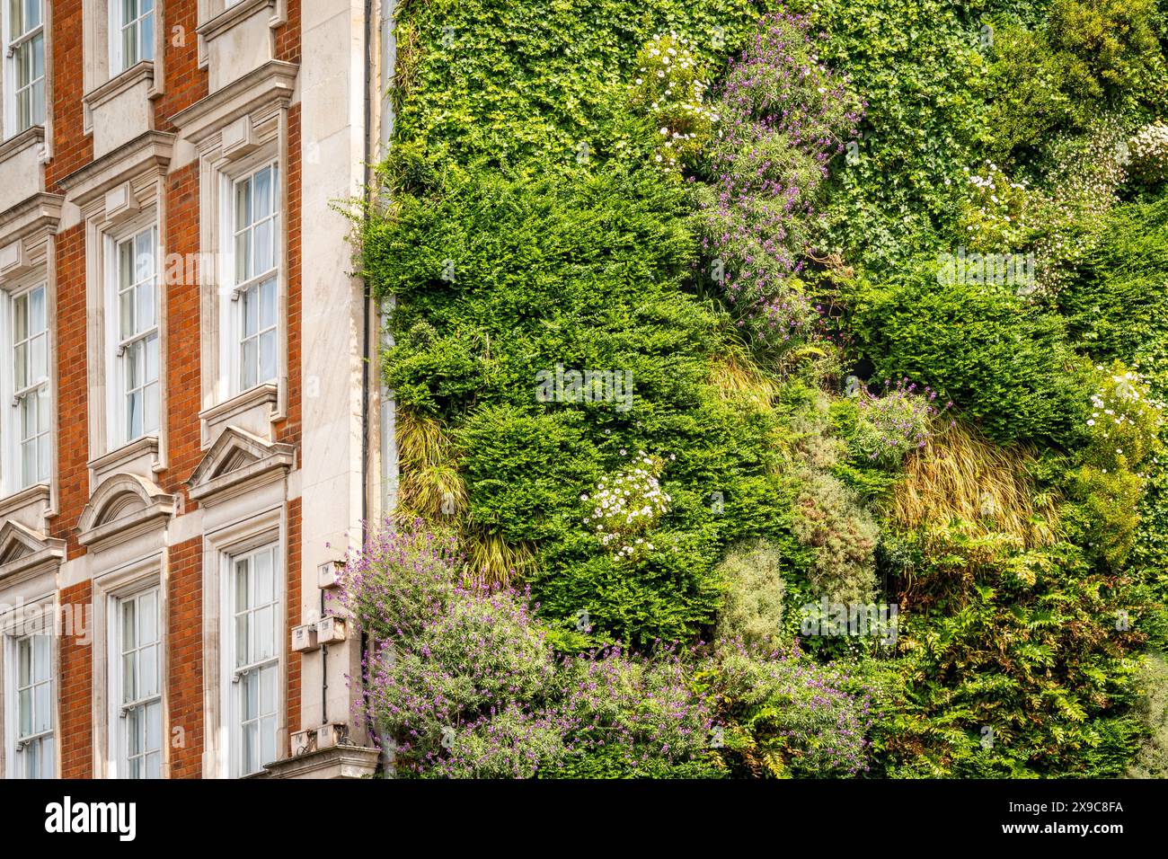 Old building with green, living side wall covered with various plants and flowers. Making cities greener with vertical gardening Stock Photo