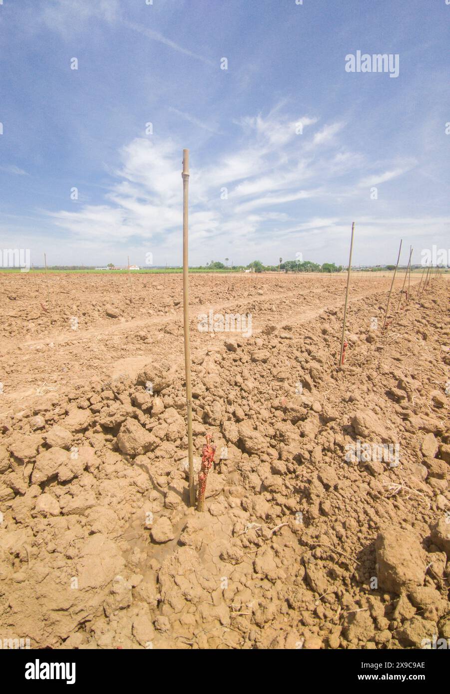 Installation of drip irrigation system for young vineyard. Main pipes covered by earth Stock Photo