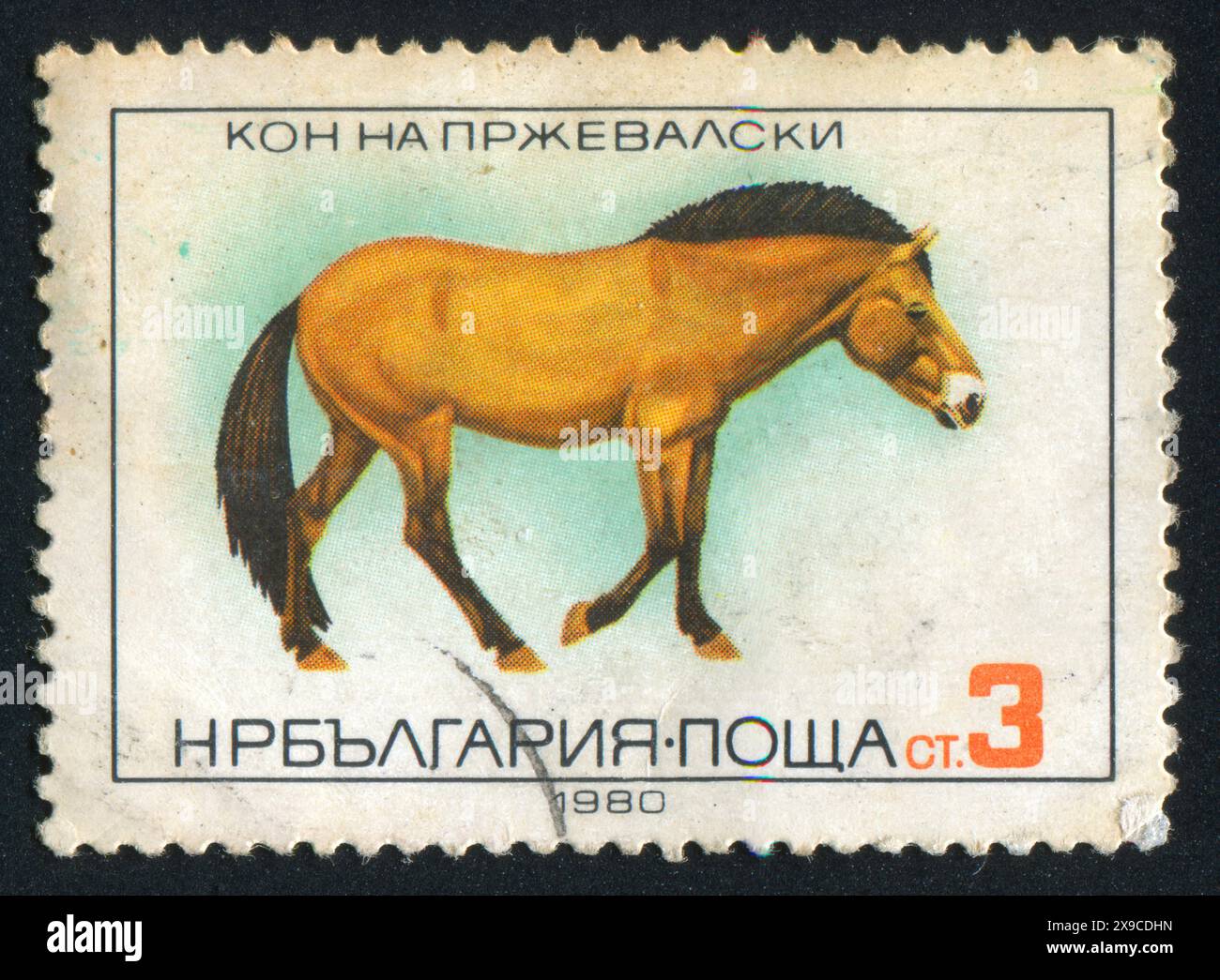 BULGARIA - CIRCA 1980: stamp printed by Bulgaria, shows Przewalski’s horse, circa 1980 Stock Photo