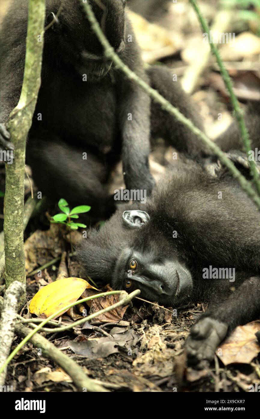 A Sulawesi black-crested macaque (Macaca nigra) is being groomed by another individual in Tangkoko Nature Reserve, North Sulawesi, Indonesia. Stock Photo
