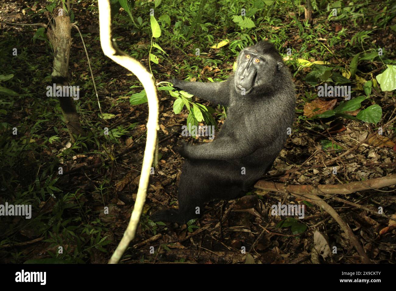 A Sulawesi black-crested macaque (Macaca nigra) looks up, as it is resting in the lowland rainforest of Tangkoko Nature Reserve, Indonesia. Stock Photo