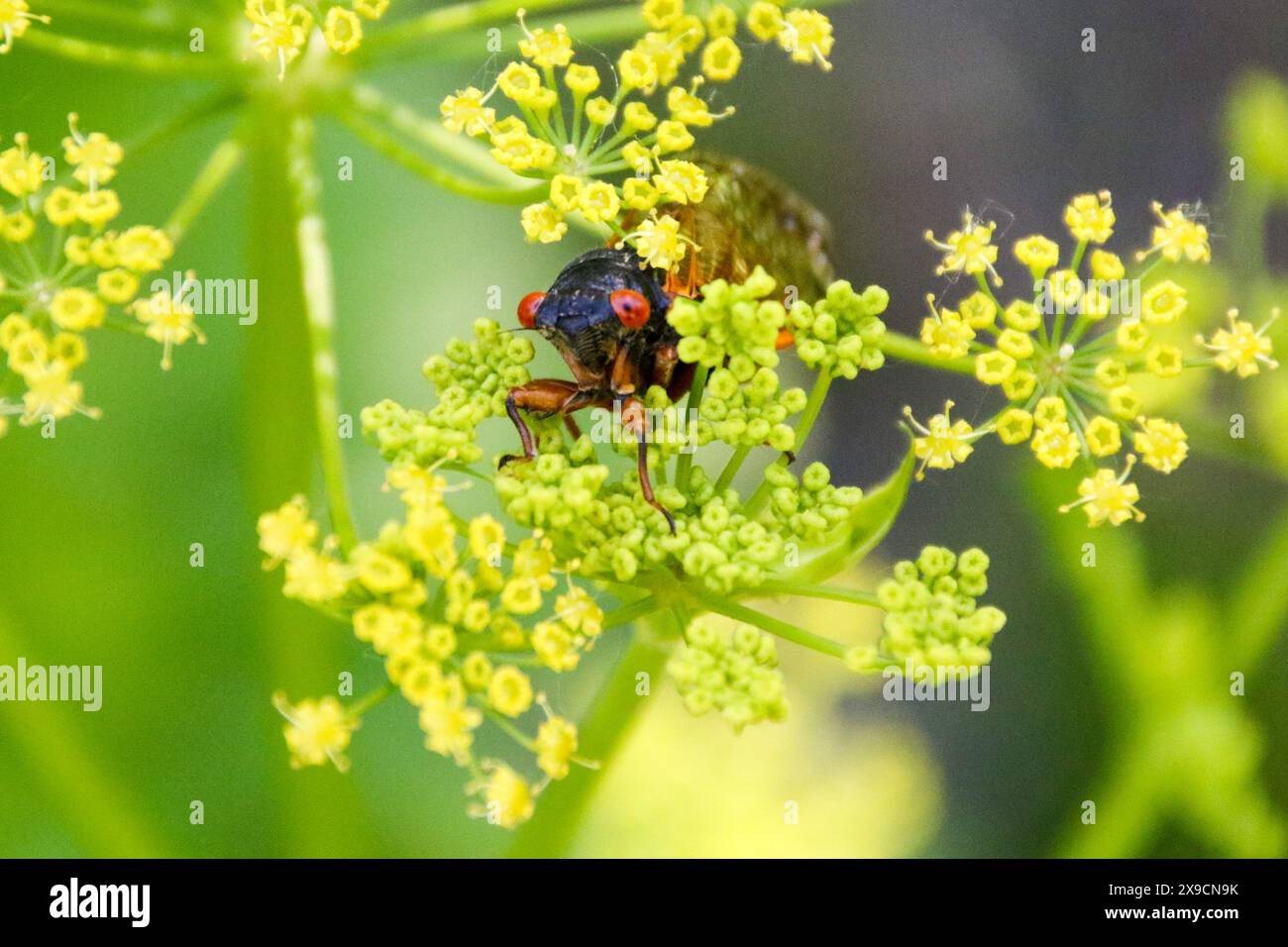 Cicada brood xix hi-res stock photography and images - Alamy