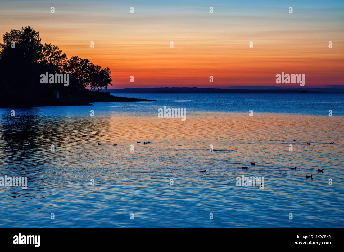Picturesque silhouette of ducks swimming in a lake during a sunset Stock Photo